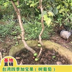 鑫燎三农 云南树葡萄行情价格 昆明树葡萄供应商 树葡萄种植基地