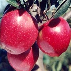 云南昭通华硕 鲁丽 2001早熟富士 烟富3 常富 红路苹果树苗价格 苹果树新品种 苹果苗行情
