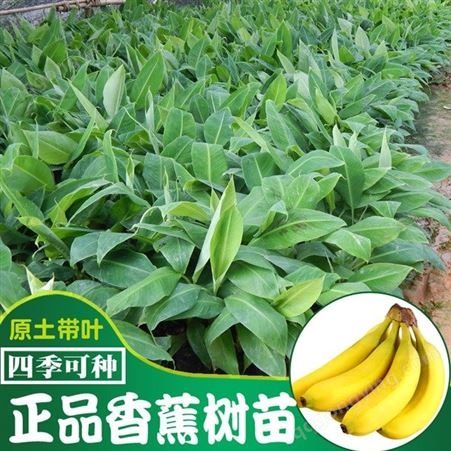 水果种苗 香蕉苗 西贡香蕉苗 皇帝蕉苗 巴西蕉苗种植香蕉 香蕉苗批发供应