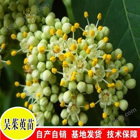 漆辣子苗种植技术 3年漆辣子苗图片 贵州吴茱萸基地