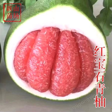 泰国红宝石青柚 越南青柚子苗 暹罗红柚树苗 价格实惠