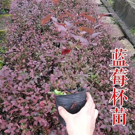 春高 蓝莓树苗 南方种 量大优惠