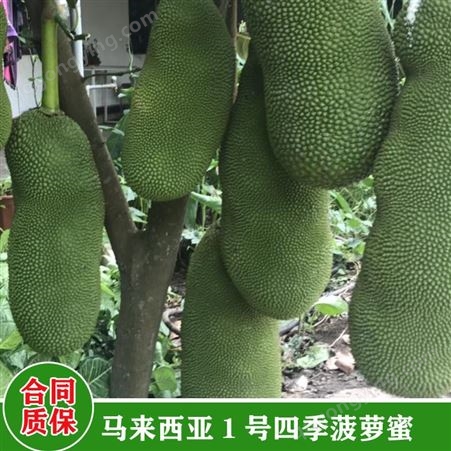 鑫燎三农 菠萝蜜行情走势 云南菠萝蜜批发基地 菠萝蜜价格