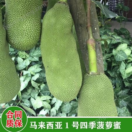 鑫燎三农 菠萝蜜行情走势 云南菠萝蜜批发基地 菠萝蜜价格