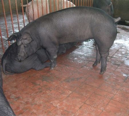 贵州仔猪 养猪场买卖小猪苗 三元仔猪价
