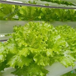 鑫利丰温室 无土栽培系统建设 智能温室 草莓立体种植