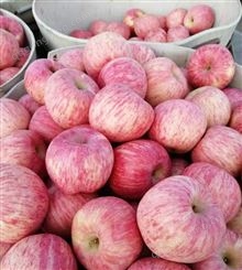 冷库红富士苹果 大量出售5毛一斤 口感甜脆 个头大