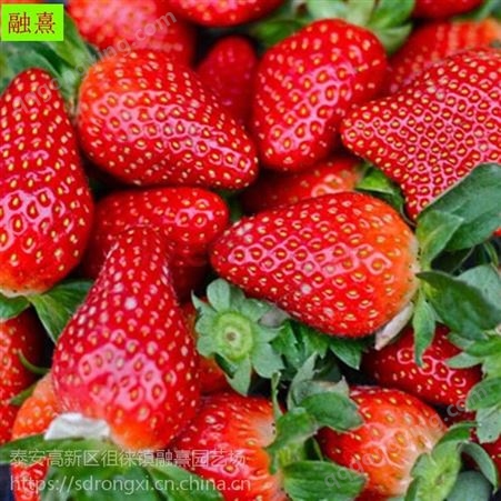 山东草莓苗 红颜 全明星 可盆栽地栽 繁殖性强 四季奶油草莓苗