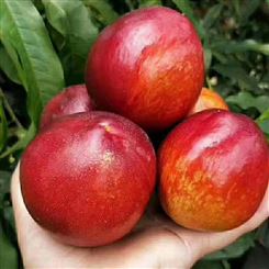 乌鲁木齐市油桃 油桃厂家 供应商新鲜水果 大量供货宏远果蔬
