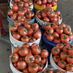 大同市 西红柿 供应商新鲜蔬菜 信誉保证宏远果蔬