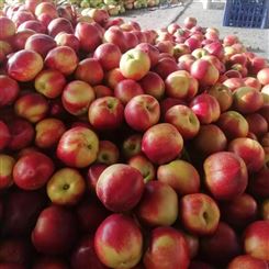 南充市油桃 油桃批发 现货新鲜水果 优质供应油桃 油桃批发