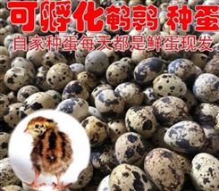 广东湛江脱温鸡苗养殖商常年出售